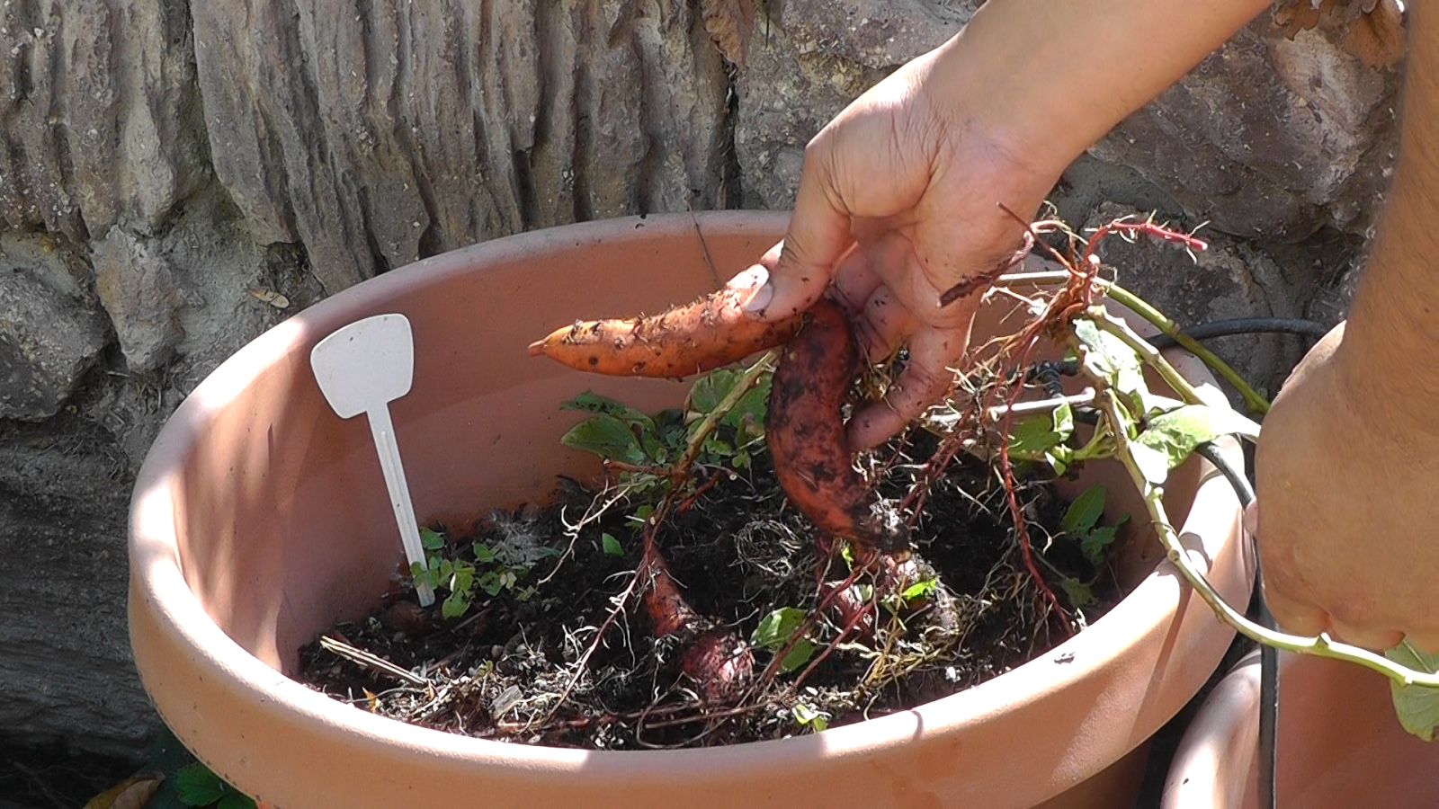 California Gardening Easily grow Sweet Potatoes in Containers Tips